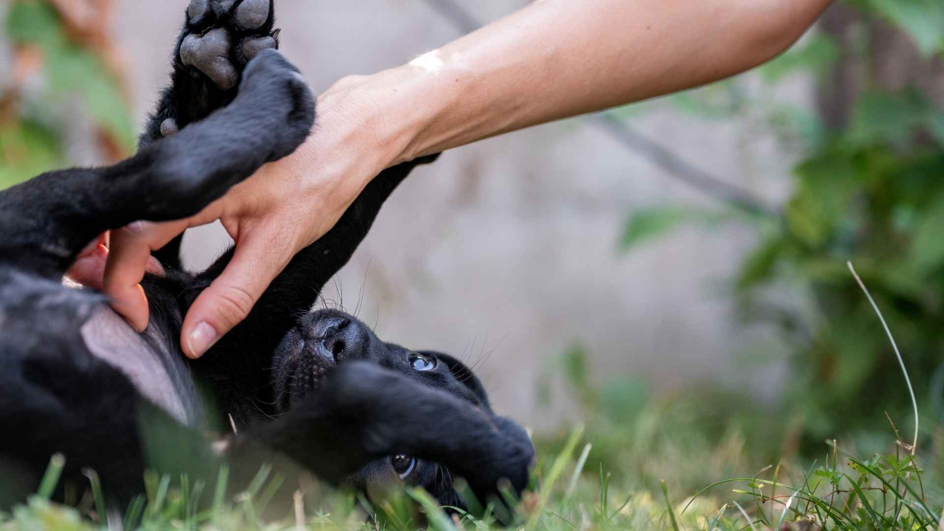 Perros con cosquillas